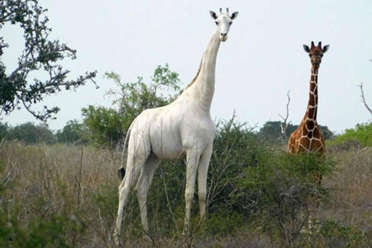 Omo the white giraffe